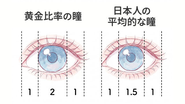 瞳の黄金比について