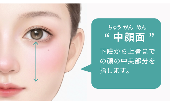 中顔面 下瞼から上唇までの顔の中央部分を指します。