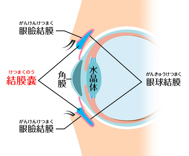 目の構造についての図解