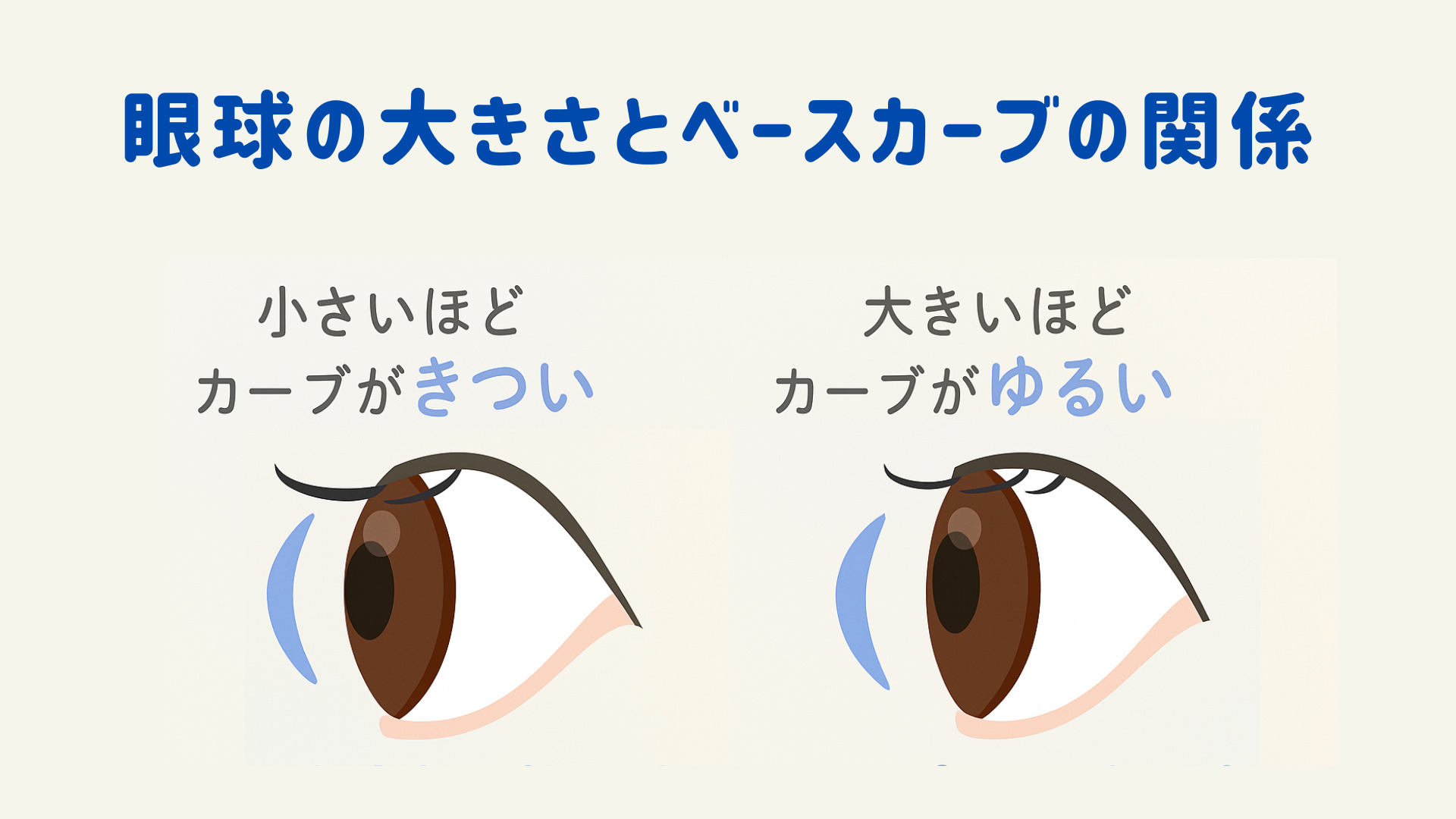 眼球の大きさとベースカーブの関係